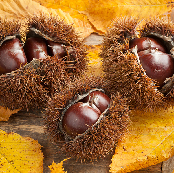 Chataigner-Maison Dosnon-photos web5