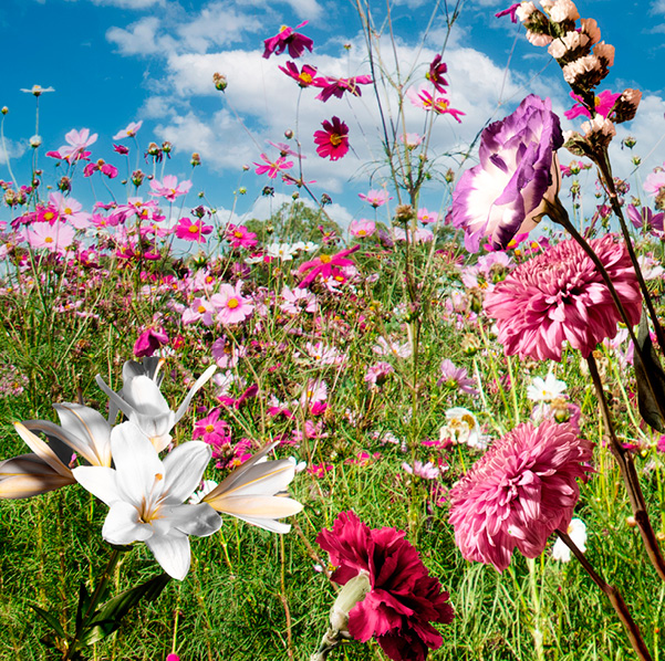 FleurEte-Maison Dosnon-photos web8