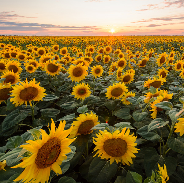Tournesol-Maison Dosnon-photos web24