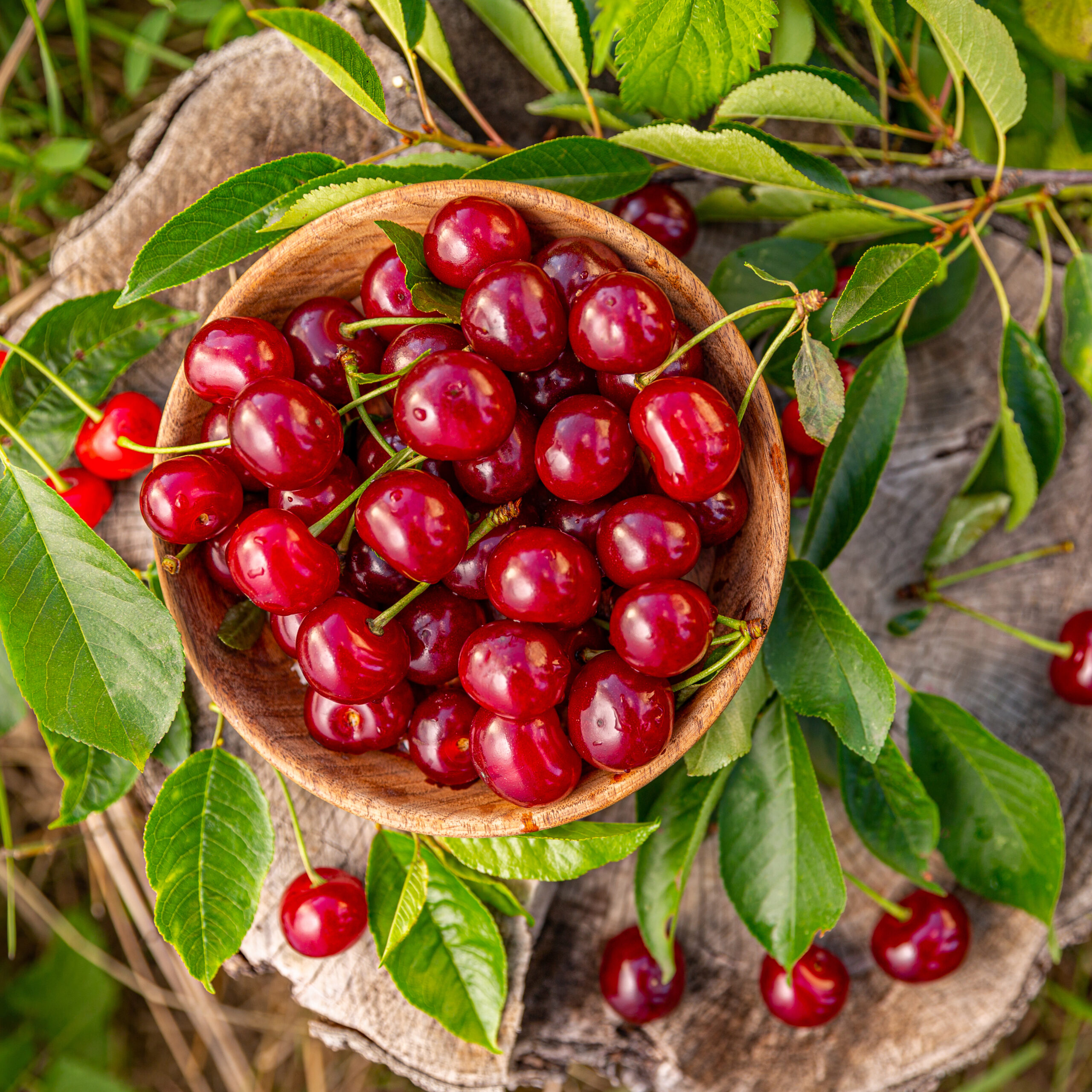 Fresh ripe juicy sour cherries