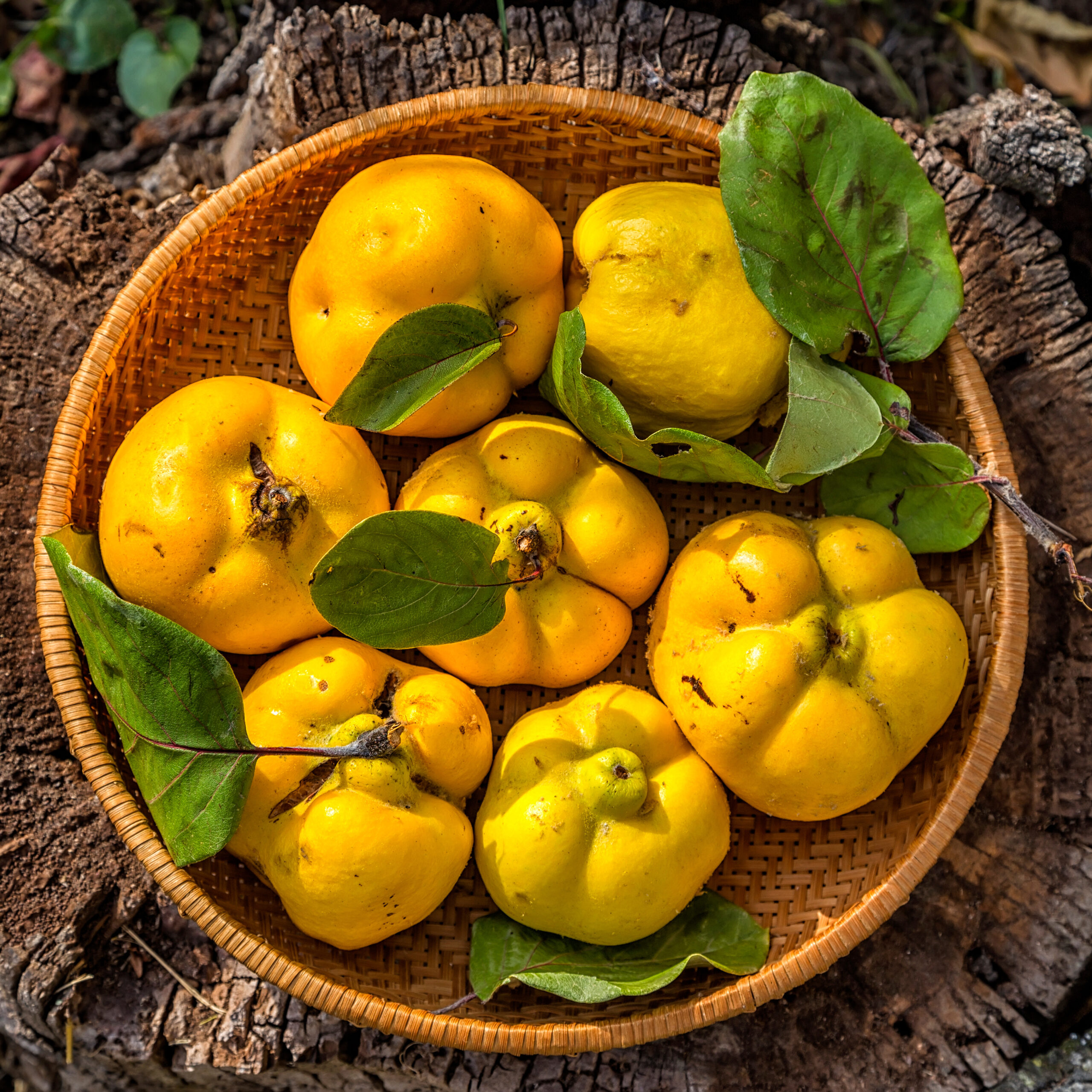 Organic ripe yellow quince fruits in the wicker basket