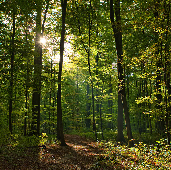 Foret-Maison Dosnon-photos web10